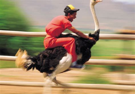 ostrich riding south africa.